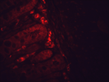 Mouse Anti-Hsp90 Antibody [H9010] used in Immunohistochemistry (IHC) on Mouse inflamed colon (SMC-107)