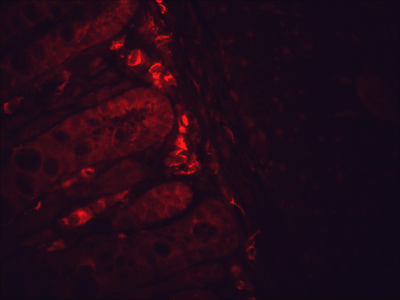 Mouse Anti-Hsp90 Antibody [H9010] used in Immunohistochemistry (IHC) on Mouse inflamed colon (SMC-107)
