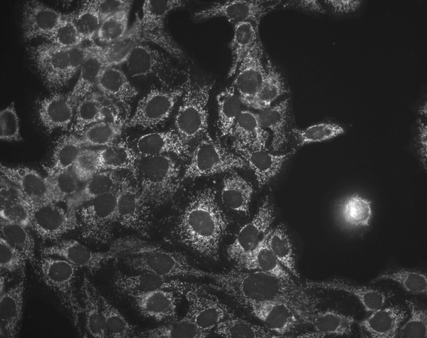 Mouse Anti-Hsp60 Antibody [LK-1] used in Immunocytochemistry/Immunofluorescence (ICC/IF) on Human HaCaT cells (SMC-110)