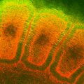 Mouse Anti-Hsp27 Antibody [8A7] used in Immunohistochemistry (IHC) on Rat embryo somites (SMC-114)