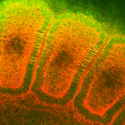 Mouse Anti-Hsp27 Antibody [8A7] used in Immunohistochemistry (IHC) on Rat embryo somites (SMC-114)