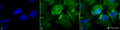 Mouse Anti-CD74 Antibody [PIN 1.1] used in Immunocytochemistry/Immunofluorescence (ICC/IF) on Human Cervical cancer cell line (HeLa) (SMC-116)
