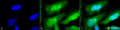 Rat Anti-HSF1 Antibody [10H8] used in Immunocytochemistry/Immunofluorescence (ICC/IF) on Human Heat Shocked cervical cancer cells (HeLa) (SMC-118)