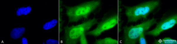 Rat Anti-HSF1 Antibody [10H8] used in Immunocytochemistry/Immunofluorescence (ICC/IF) on Human Heat Shocked cervical cancer cells (HeLa) (SMC-118)