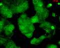 Mouse Anti-PSD95 Antibody [6G6] used in Immunocytochemistry/Immunofluorescence (ICC/IF) on Human HaCaT cells (SMC-122)