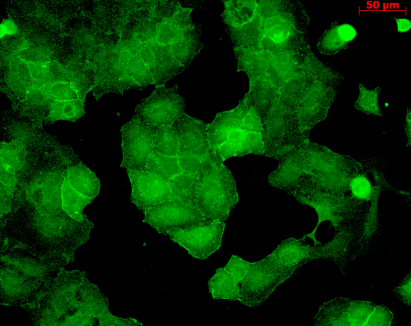 Mouse Anti-PSD95 Antibody [6G6] used in Immunocytochemistry/Immunofluorescence (ICC/IF) on Human HaCaT cells (SMC-122)
