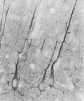Mouse Anti-PSD95 Antibody [7E3] used in Immunohistochemistry (IHC) on Rat Neocortex (SMC-123)