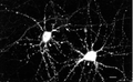 Mouse Anti-CaMKII Antibody [22B1] used in Immunocytochemistry/Immunofluorescence (ICC/IF) on Rat dissociated hippocampal neurons (SMC-125)