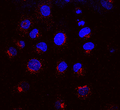 Mouse Anti-KDEL Receptor Antibody [KR-10] used in Immunocytochemistry/Immunofluorescence (ICC/IF) on Rat NRK cells (SMC-129)
