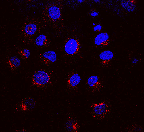 Mouse Anti-KDEL Receptor Antibody [KR-10] used in Immunocytochemistry/Immunofluorescence (ICC/IF) on Rat NRK cells (SMC-129)