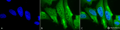 Mouse Anti-HO-1 Antibody [1F12-A6] used in Immunocytochemistry/Immunofluorescence (ICC/IF) on Human Cervical cancer cell line (HeLa) (SMC-131)