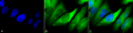 Mouse Anti-Hsp90 alpha/beta Antibody [K41220A] used in Immunocytochemistry/Immunofluorescence (ICC/IF) on Human Cervical cancer cell line (HeLa) (SMC-135)