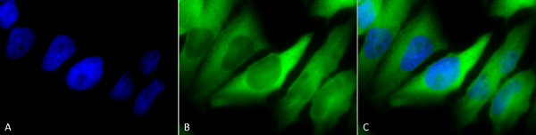 Mouse Anti-Hsp90 alpha/beta Antibody [K41220A] used in Immunocytochemistry/Immunofluorescence (ICC/IF) on Human Cervical cancer cell line (HeLa) (SMC-135)