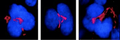 Mouse Anti-FKBP51 Antibody [Hi51B] used in Immunocytochemistry/Immunofluorescence (ICC/IF) on Mouse MK cells (SMC-138)