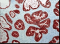 Mouse Anti-FKBP52 Antibody [Hi52C] used in Immunohistochemistry (IHC) on Human prostate tissue (ductal epithelial cells) (SMC-139)