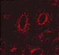 Mouse Anti-LAMP1 Antibody [Ly1C6] used in Immunocytochemistry/Immunofluorescence (ICC/IF) on Human transfected HeLa cells (SMC-140)