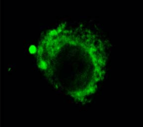 Rat Anti-LAMP2 Antibody [GL2A7] used in Immunocytochemistry/Immunofluorescence (ICC/IF) on Rabbit Corneal Endothelial Cell (CEC) (SMC-141)