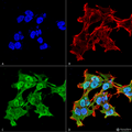 Mouse Anti-Alpha A Crystallin Antibody [1H3.B8] used in Immunocytochemistry/Immunofluorescence (ICC/IF) on Human Neuroblastoma cell line (SK-N-BE) (SMC-142)