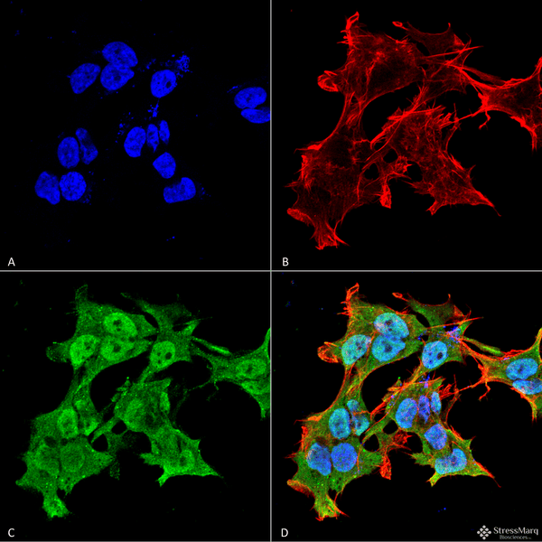 Mouse Anti-Alpha A Crystallin Antibody [1H3.B8] used in Immunocytochemistry/Immunofluorescence (ICC/IF) on Human Neuroblastoma cell line (SK-N-BE) (SMC-142)
