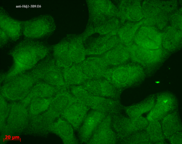 Mouse Anti-Hsp40 Antibody [3B9.E6] used in Immunocytochemistry/Immunofluorescence (ICC/IF) on Human HaCaT cells (SMC-145)