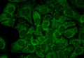 Mouse Anti-Hsp90 alpha Antibody [2G5.G3] used in Immunocytochemistry/Immunofluorescence (ICC/IF) on Human HaCaT cells (SMC-147)
