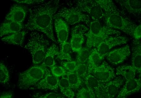 Mouse Anti-Hsp90 alpha Antibody [2G5.G3] used in Immunocytochemistry/Immunofluorescence (ICC/IF) on Human HaCaT cells (SMC-147)