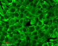 Mouse Anti-Hsp90 Antibody [4F3.E8] used in Immunocytochemistry/Immunofluorescence (ICC/IF) on Human HaCaT cells (SMC-149)