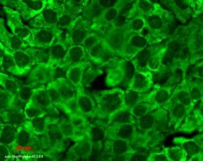 Mouse Anti-Hsp90 Antibody [4F3.E8] used in Immunocytochemistry/Immunofluorescence (ICC/IF) on Human HaCaT cells (SMC-149)