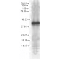 Mouse Anti-Hsp40 Antibody [1G10.H8] used in Western Blot (WB) on Yeast Cell lysates (SMC-150)