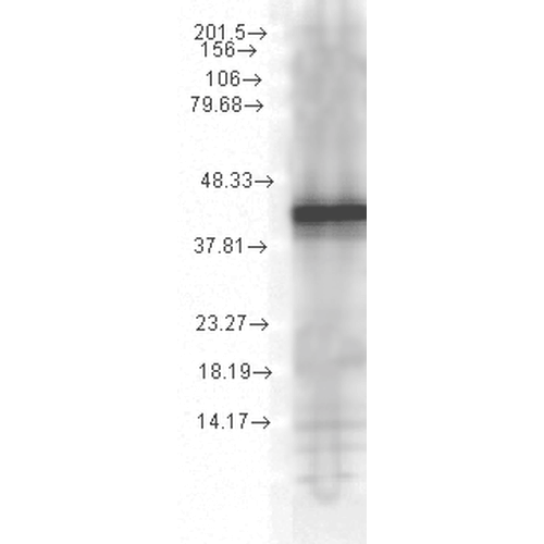 Mouse Anti-Hsp40 Antibody [1G10.H8] used in Western Blot (WB) on Yeast Cell lysates (SMC-150)