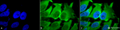 Mouse Anti-Hsc70 (Hsp73) Antibody [1F2-H5] used in Immunocytochemistry/Immunofluorescence (ICC/IF) on Human Heat Shocked cervical cancer cells (HeLa) (SMC-151)