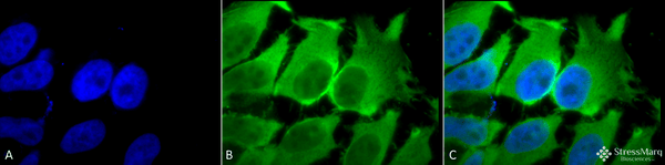Mouse Anti-Hsc70 (Hsp73) Antibody [1F2-H5] used in Immunocytochemistry/Immunofluorescence (ICC/IF) on Human Heat Shocked cervical cancer cells (HeLa) (SMC-151)