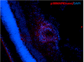 Mouse Anti-p38 MAPK Antibody [9F12] used in Immunohistochemistry (IHC) on Mouse Retinal Injury Model (SMC-152)
