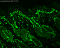 Mouse Anti-Acetylated Lysine Antibody [7F8] used in Immunohistochemistry (IHC) on Mouse backskin (SMC-153)