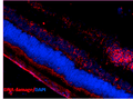 Mouse Anti-DNA Damage Antibody [15A3] used in Immunohistochemistry (IHC) on Mouse Retinal Injury Model (SMC-155)