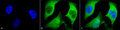 Mouse Anti-Ubiquitin Antibody [5B9-B3] used in Immunocytochemistry/Immunofluorescence (ICC/IF) on Human Cervical cancer cell line (HeLa) (SMC-160)