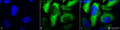 Mouse Anti-Hsp27 Antibody [5D12-A3] used in Immunocytochemistry/Immunofluorescence (ICC/IF) on Human Heat Shocked cervical cancer cells (HeLa) (SMC-161)