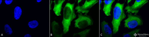 Mouse Anti-Hsp27 Antibody [5D12-A3] used in Immunocytochemistry/Immunofluorescence (ICC/IF) on Human Heat Shocked cervical cancer cells (HeLa) (SMC-161)