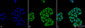 Mouse Anti-HSP70 Antibody [5A5] used in Immunocytochemistry/Immunofluorescence (ICC/IF) on Human Cervical cancer cell line (HeLa) (SMC-162)
