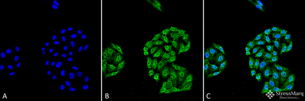 Mouse Anti-HSP70 Antibody [5A5] used in Immunocytochemistry/Immunofluorescence (ICC/IF) on Human Cervical cancer cell line (HeLa) (SMC-162)