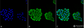 Mouse Anti-HSP70 Antibody [3A3] used in Immunocytochemistry/Immunofluorescence (ICC/IF) on Human Cervical cancer cell line (HeLa) (SMC-164)