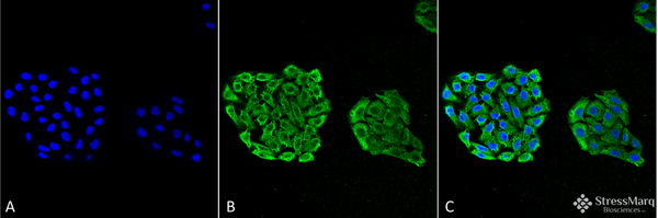Mouse Anti-HSP70 Antibody [3A3] used in Immunocytochemistry/Immunofluorescence (ICC/IF) on Human Cervical cancer cell line (HeLa) (SMC-164)