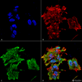Mouse Anti-Alpha B Crystallin Antibody [3A10.C9] used in Immunocytochemistry/Immunofluorescence (ICC/IF) on Human Neuroblastoma cell line (SK-N-BE) (SMC-165)