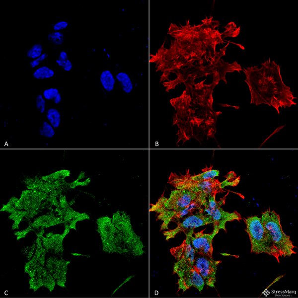 Mouse Anti-Alpha B Crystallin Antibody [3A10.C9] used in Immunocytochemistry/Immunofluorescence (ICC/IF) on Human Neuroblastoma cell line (SK-N-BE) (SMC-165)