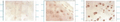 Mouse Anti-SOD3 Antibody [4GG11G6] used in Immunocytochemistry/Immunofluorescence (ICC/IF) on Human cartilage (SMC-167)