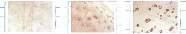 Mouse Anti-SOD3 Antibody [4GG11G6] used in Immunocytochemistry/Immunofluorescence (ICC/IF) on Human cartilage (SMC-167)