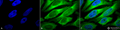 Mouse Anti-Erp57 (Grp58) Antibody [Map.ERP57] used in Immunocytochemistry/Immunofluorescence (ICC/IF) on Human Heat Shocked cervical cancer cells (HeLa) (SMC-168)