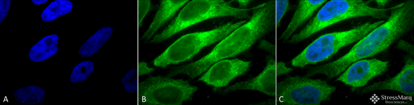 Mouse Anti-Erp57 (Grp58) Antibody [Map.ERP57] used in Immunocytochemistry/Immunofluorescence (ICC/IF) on Human Heat Shocked cervical cancer cells (HeLa) (SMC-168)