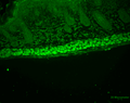 Rat Anti-Aha1 Antibody [25F2.D9] used in Immunohistochemistry (IHC) on Mouse backskin (SMC-172)