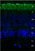 Mouse Anti-Rhodopsin Antibody [4D2] used in Immunohistochemistry (IHC) on Mouse retina (SMC-176)